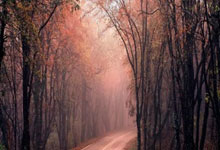 卡塔尔网球公开赛 伊加与叶莲娜争决赛资格.